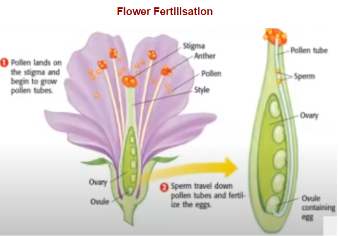 Parts and Pollen 